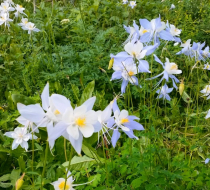 Columbine