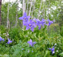 Purple Columbine