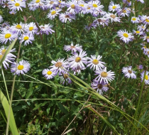 Fleabane