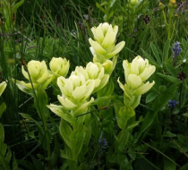 Sulphur Paintbrush