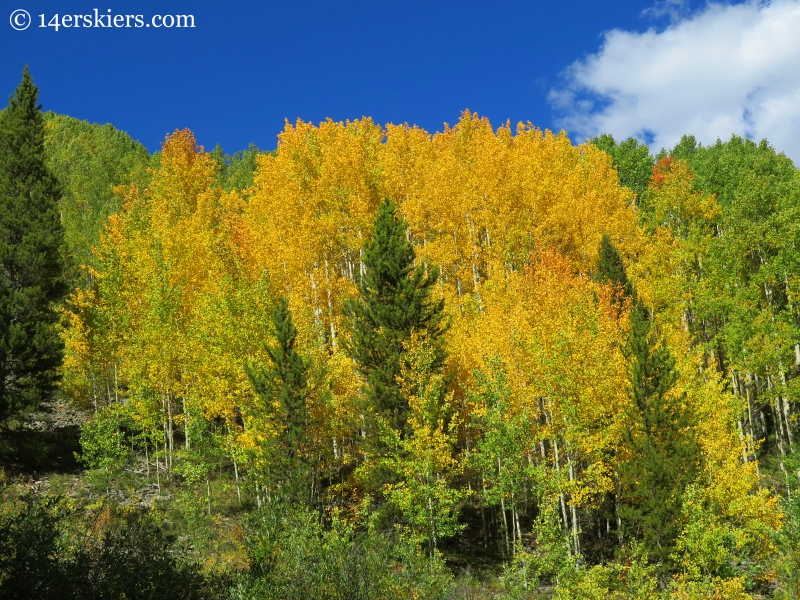 tangerine aspens on Carbon Creek near Crested Butte