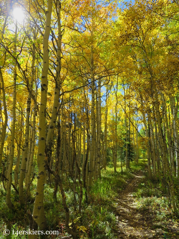 golden aspens on Carbon Creek near Crested Butte. 