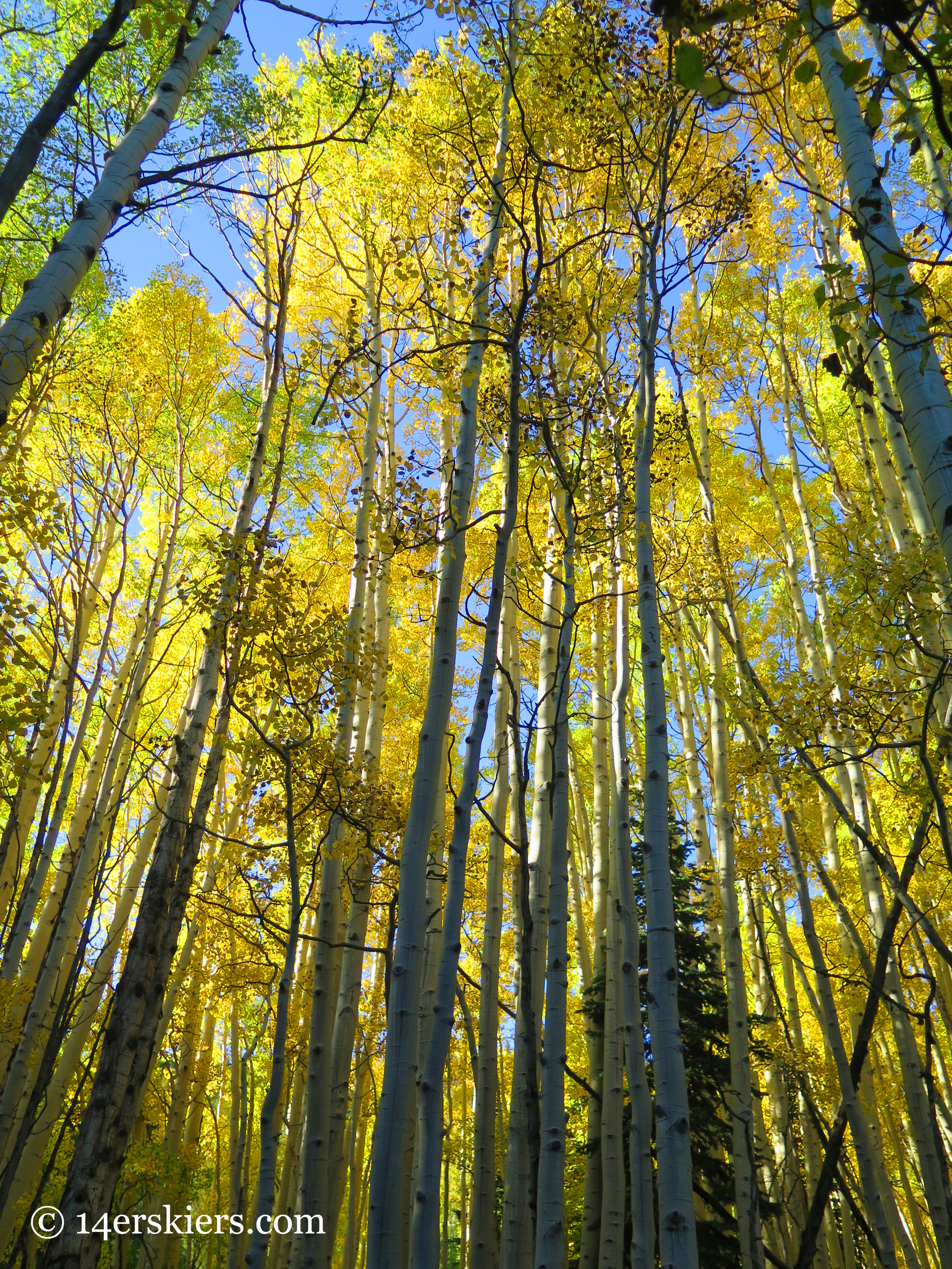 tall trees while fall hiking on Carbon Creek near Crested Butte