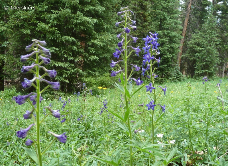 Copley Lake Hike near Crested Butte, CO.