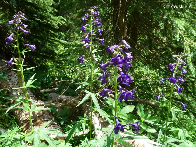 Copley Lake Hike near Crested Butte, CO.