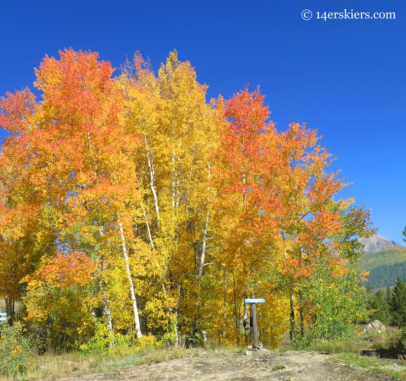 Fall aspen tree bunch near Crested Butte