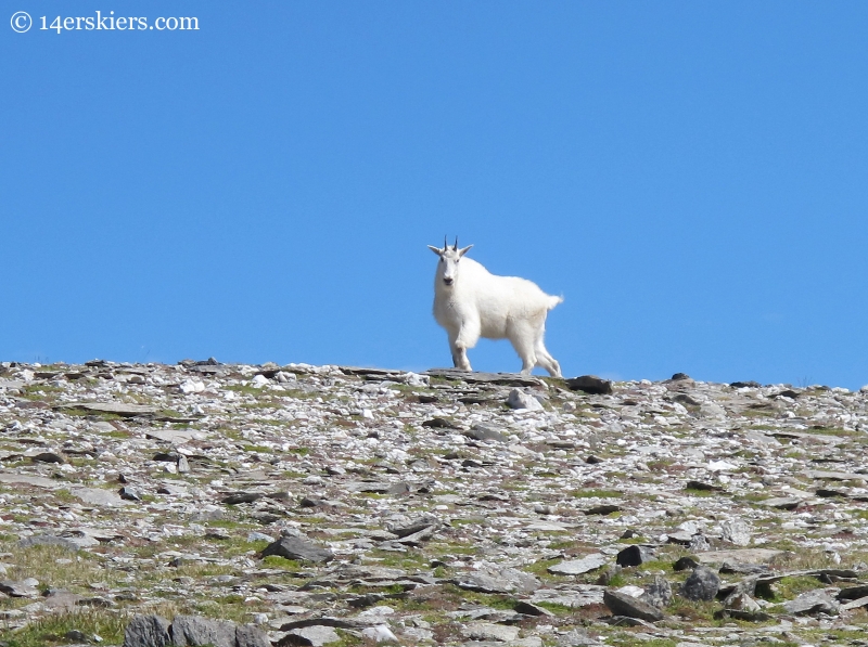 mountain goat in fossil ridge wilderness