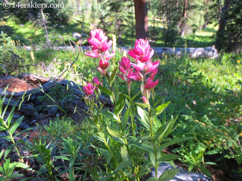 Rosy Paintbrush in the Gore Range.