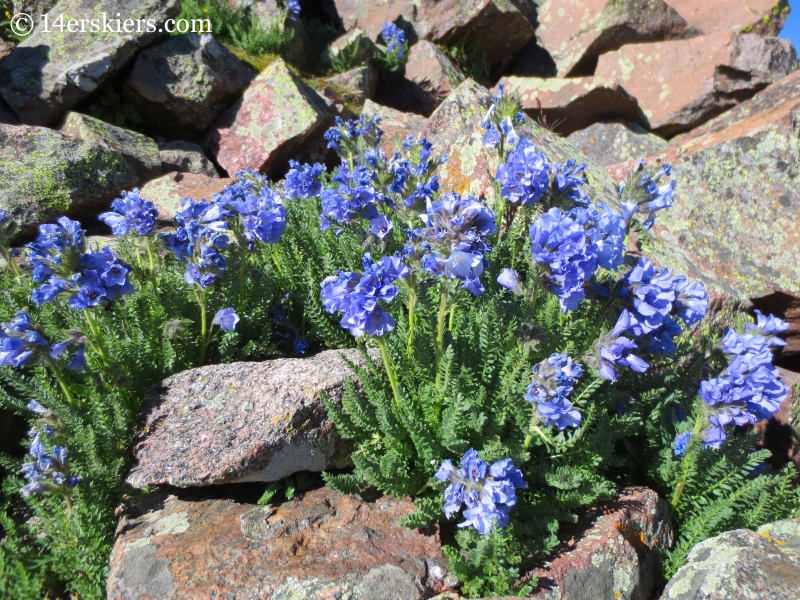 Wildflowers in the Gore Range.