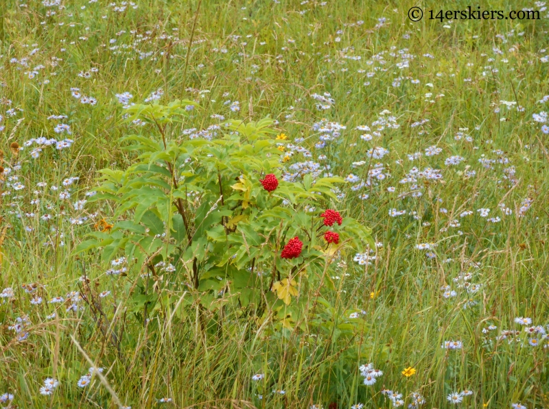 Red berries on the Lowline trail from Horse Ranch to Swampy Pass near Crested Butte