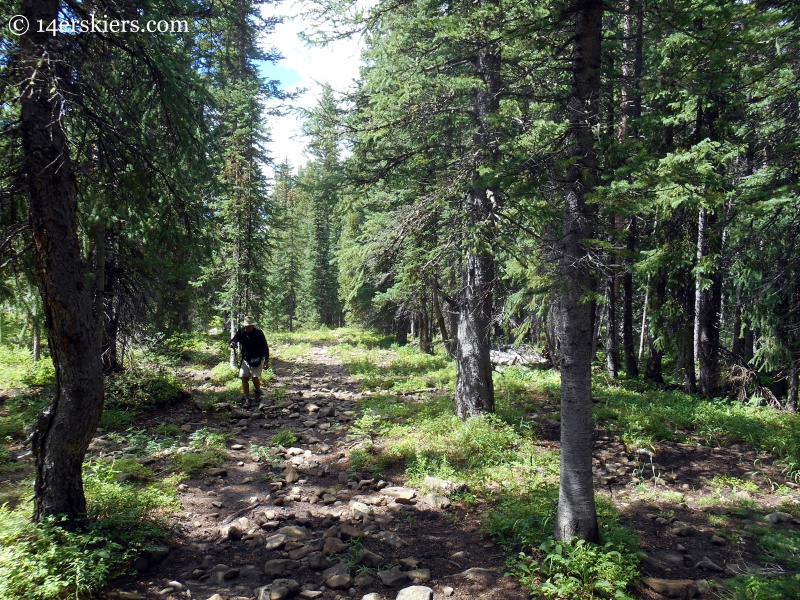 Forest on the trail from Horse Ranch to Swampy Pass near Crested Butte