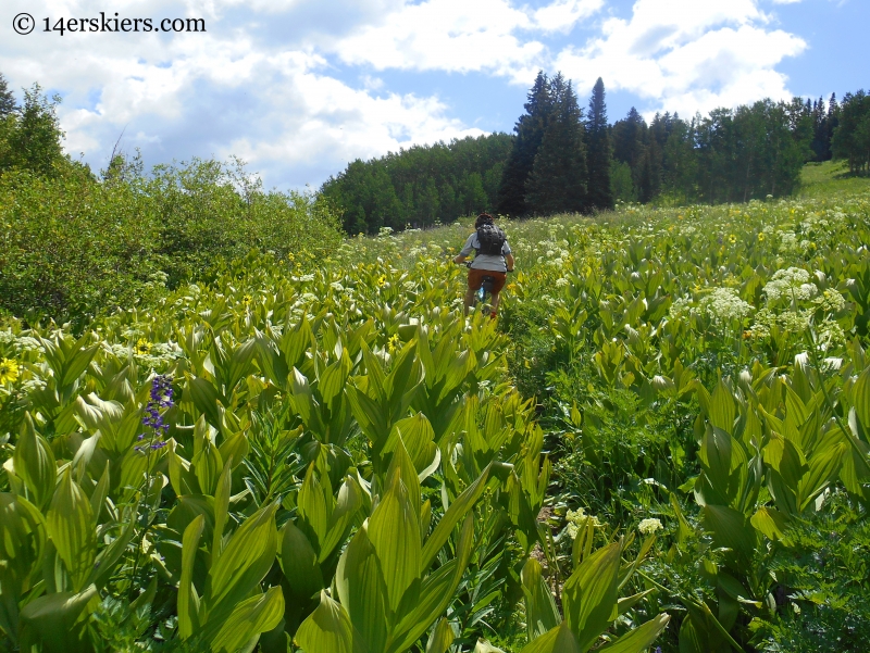 Corn lilies on Prospector trail at Crested Butte Mountain Resort