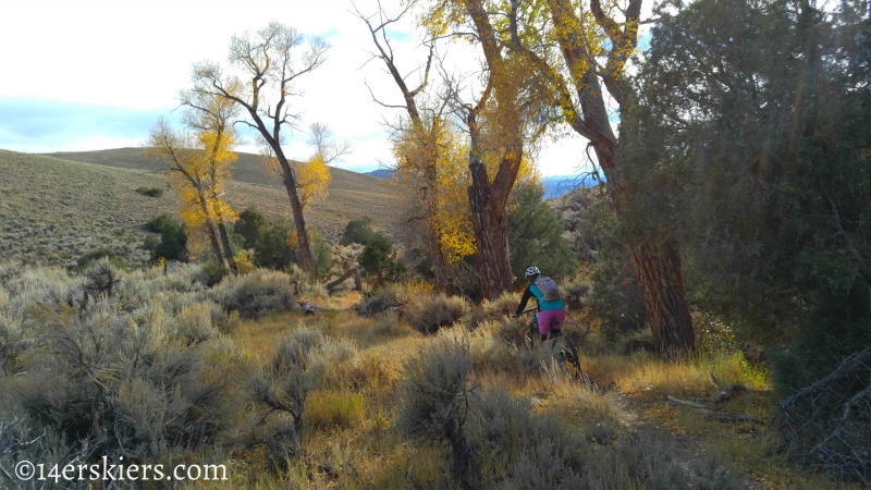 Mountain biking Signal Peak near Gunnison, CO.