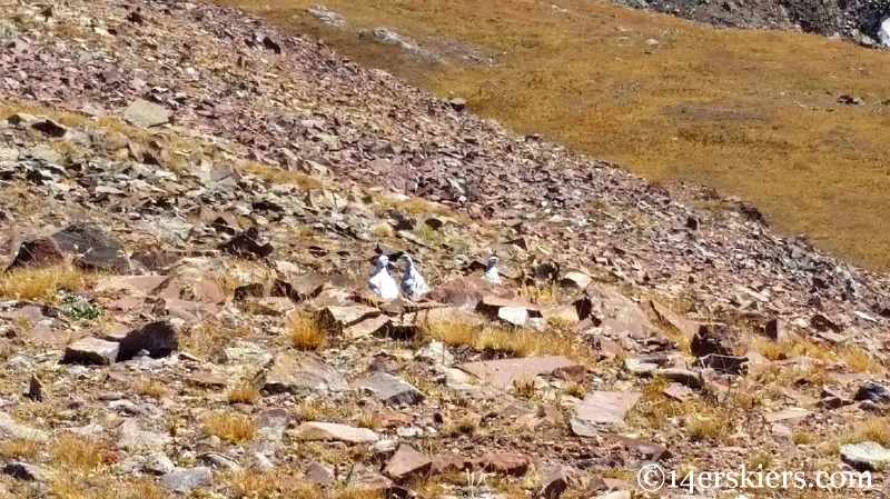 Ptarmigans