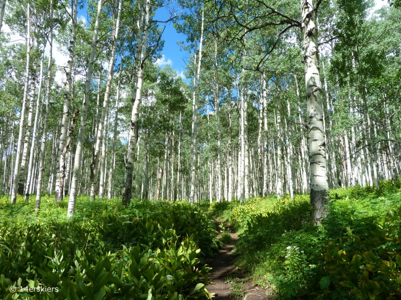 Swampy Pass trail.