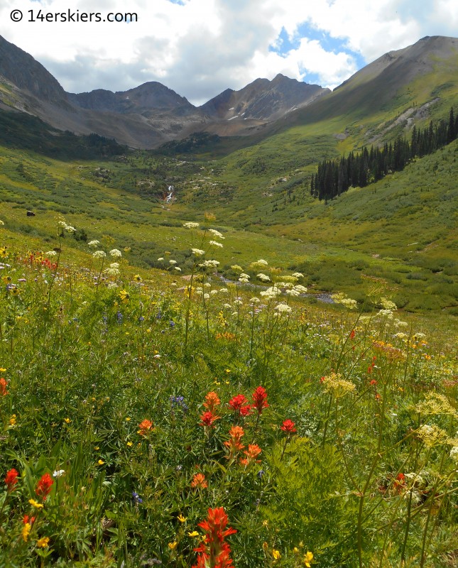 A view up Rustler's Gulch during the peak of wildflower season.  