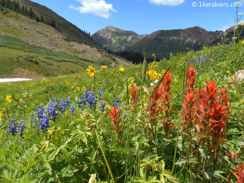 POWDER Magazine arrived the day before I enjoyed these fantastic wildflowers.  Who can think of snow when the nature is still in technicolor?