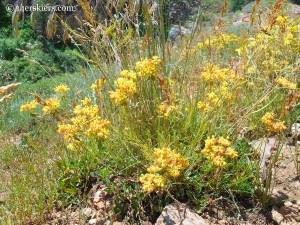 buckwheat near Crested Butte