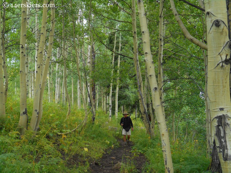 Aspen forest on trail from Horse Ranch to Swampy Pass
