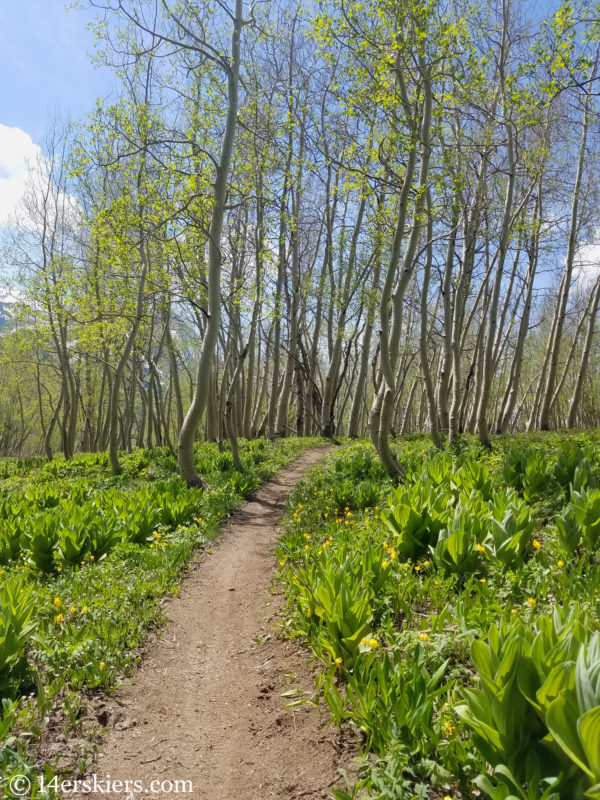 Snodgrass Trail - Early Season Hikes near Crested Butte