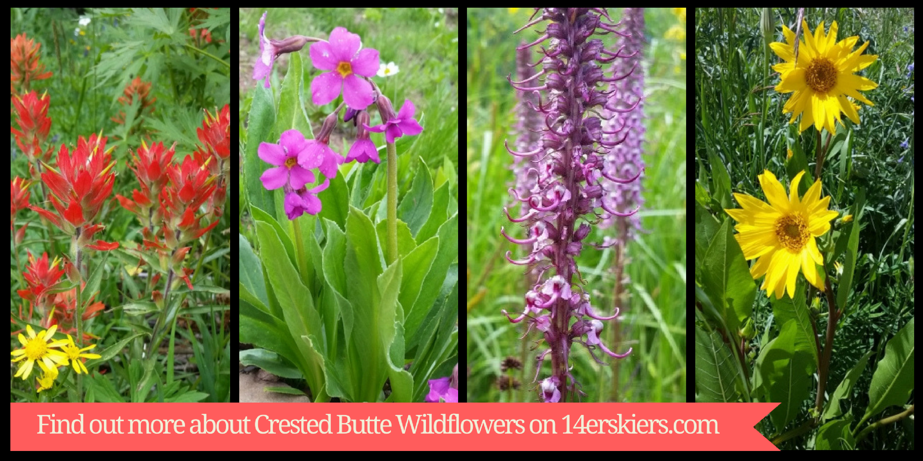 Crested Butte Wildflowers